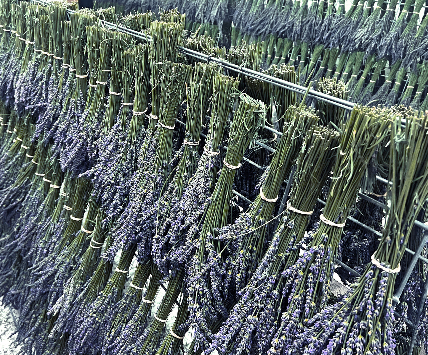 Dried Lavender Bundle