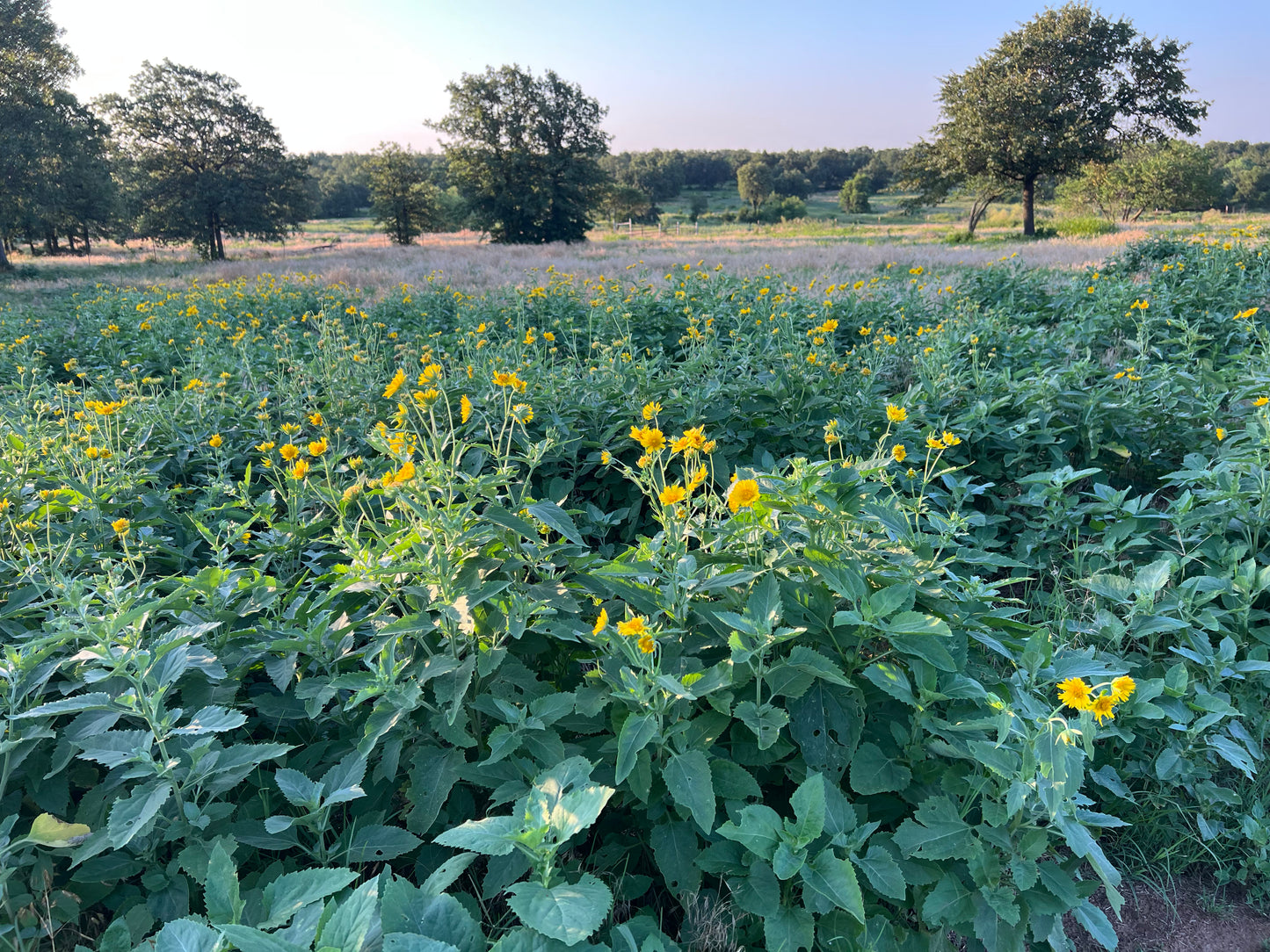 Photography SEMI-PRIVATE Session OPTIONS (1 Hour)