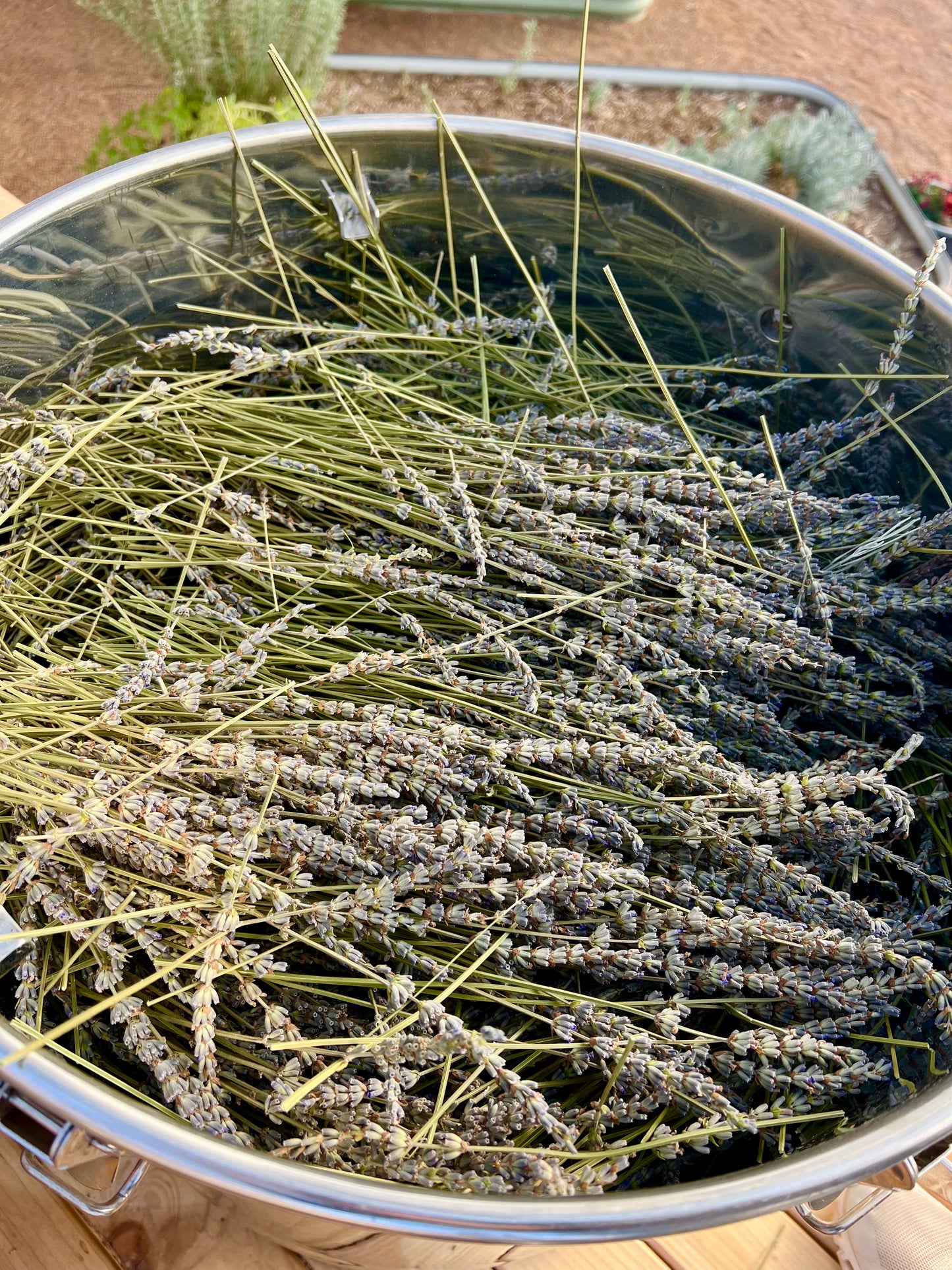 LOKal LAVENDER HYDROSOL