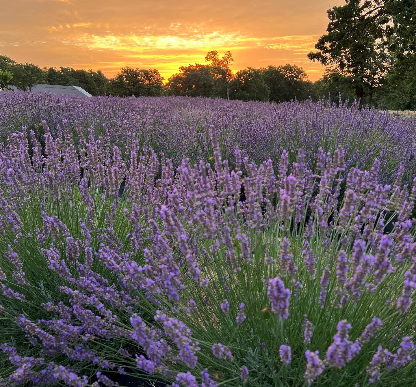 Photography SEMI-PRIVATE Session GOLDEN HOUR PEAK BLOOM (2 Hours)