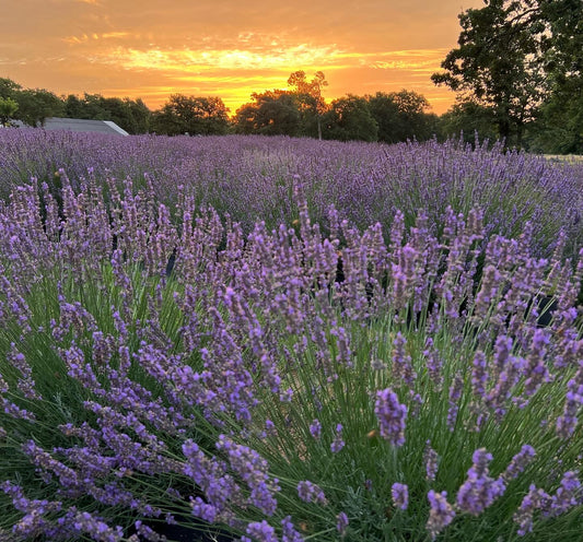 GOLDEN HOUR PEAK LAVENDER BOOM (2 Hours) Private Photography Farm Access
