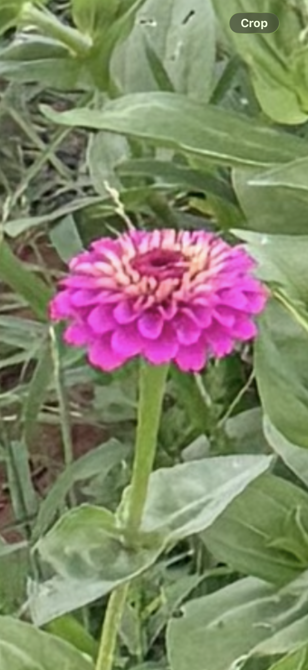 U-Pick Zinnia