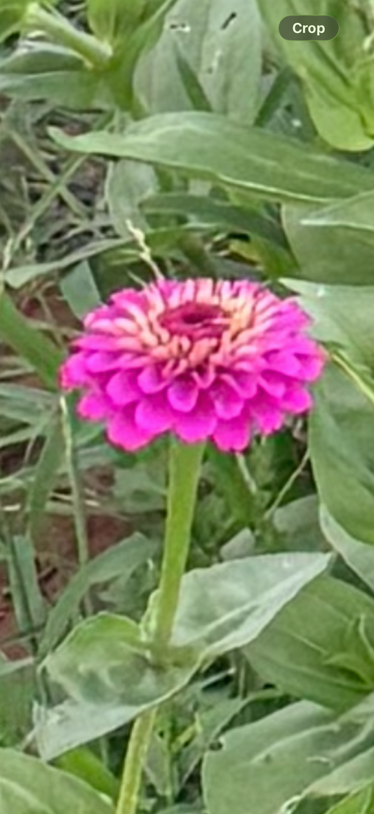 U-Pick Zinnia