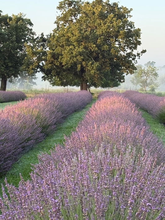 PEAK LAVENDER BLOOM (1 Hour) Semi-Private Photography Farm Access