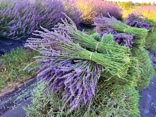 Fresh Pre-Cut Lavender (JUNE-Local Pick-up Only)